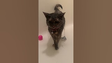 When Your Cat Loves To Shower | Dodo Kids | Short