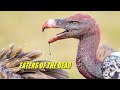 Vultures In Action. Why Vultures Eat Carrion, Without Getting Poisoned ?!!