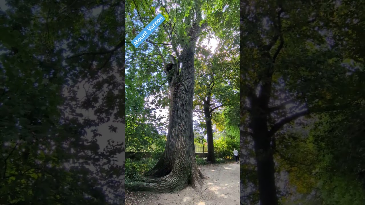 The Original American Revolutionist 