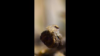 Time for the bug reveal… #ARealBugsLife