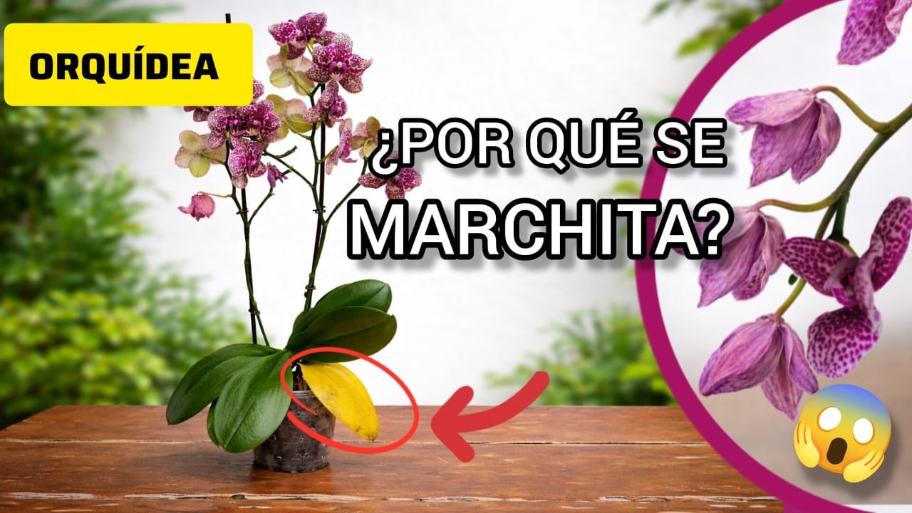 Por Qué Mi Orquídea Pierde FLORES Y HOJAS? 🥀🍂 | Solución Paso a Paso