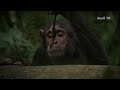 Умные Охотники Африки🙉которые очень похожи на нас🐒ШИМПАНЗЕ! Да..только сигарет в пасти 🙉не хватает?!