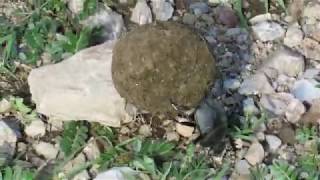 Tanzania 2018 - Ngorongoro Crater - Dung Beetle Rolling