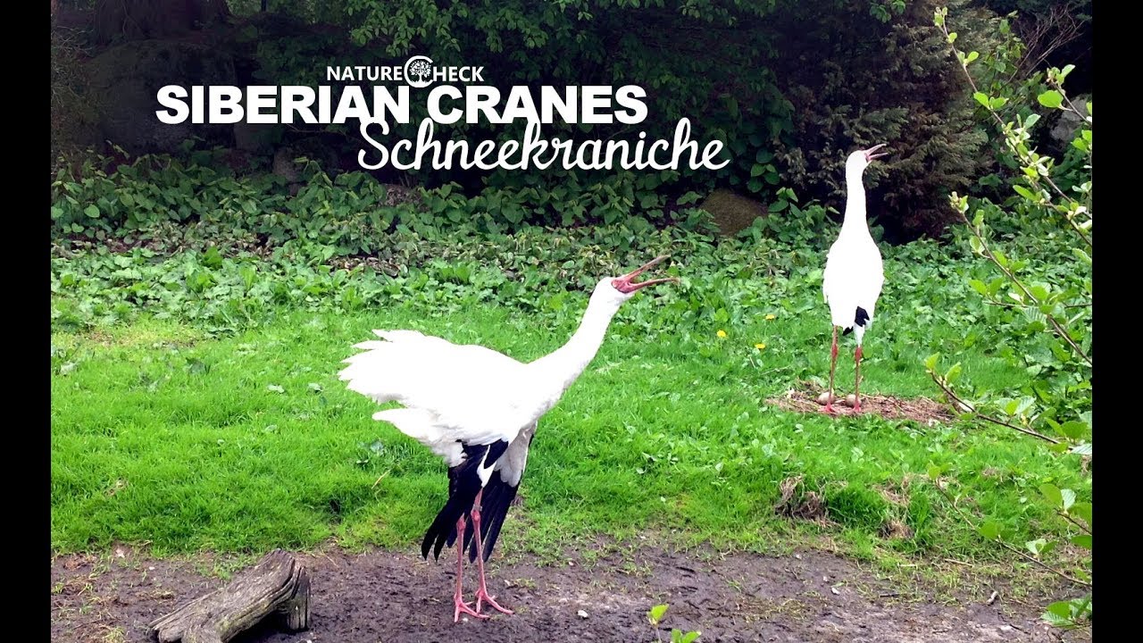 craneofaringioma Tooting Siberian Cranes Nesting