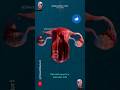 Female Reproductive System Anatomy рџ Female Reproductive System Anatomy рџ