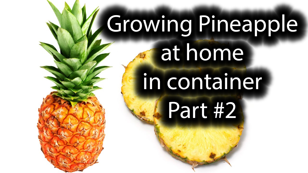 Very important! Growing Pineapple in container at home YouTube