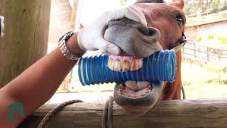 Odontología en equinos, cuidados en la boca del caballo