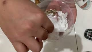 UNBOXING BABY BEARDED DRAGON HYPO HET ZERO JANTAN