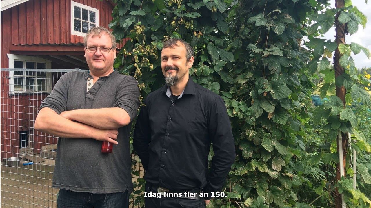 Ölbryggarna vill ha svensk humle