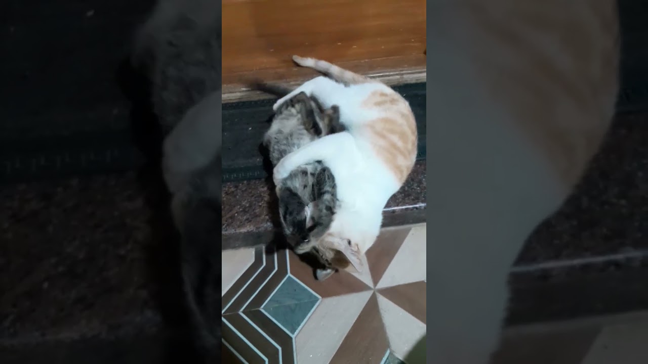 Time to play! 🐈🐈‍⬛️ 