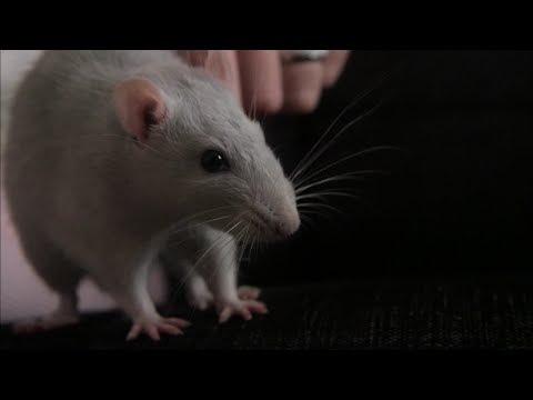 Vidéo: Pourquoi Les Femmes Ont-elles Peur Des Souris ?