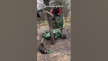 Trees Being Transplanted🚜🌳