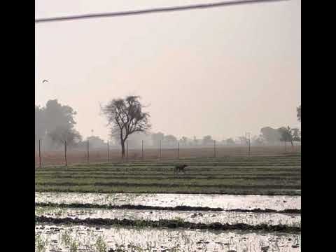 Jhatka machine live test #zatkamachine #jhatka #jhatkamachine