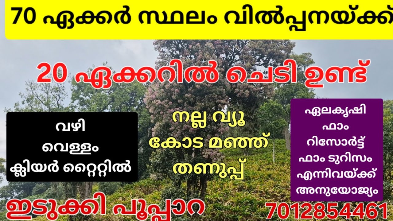 70 ഏക്കർ സ്ഥലം.20 ഏക്കറിൽ ചെടി. ഏലകൃഷിക്കും ഫാം ടുറിസത്തിനും റിസോർട്ടിനും അനുയോജ്യമായ സ്ഥലം.ഇടുക്കി👇