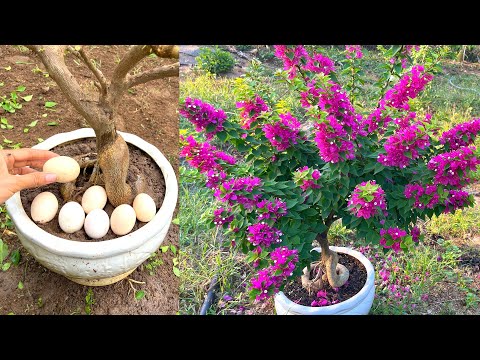 Video: Bonsai Bougainvillea-tips – Kan du lage en bonsai av bougainvilleaplanter