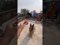 Good catch brave #germanshepherd #gsd #catchtheball #dogplaying #doglover #dailyshorts ￼