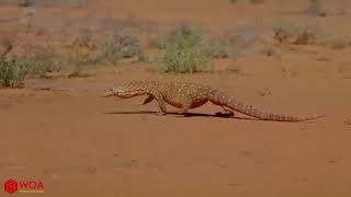 Battle Of The Animals - Snake Vs Komodo Dragon