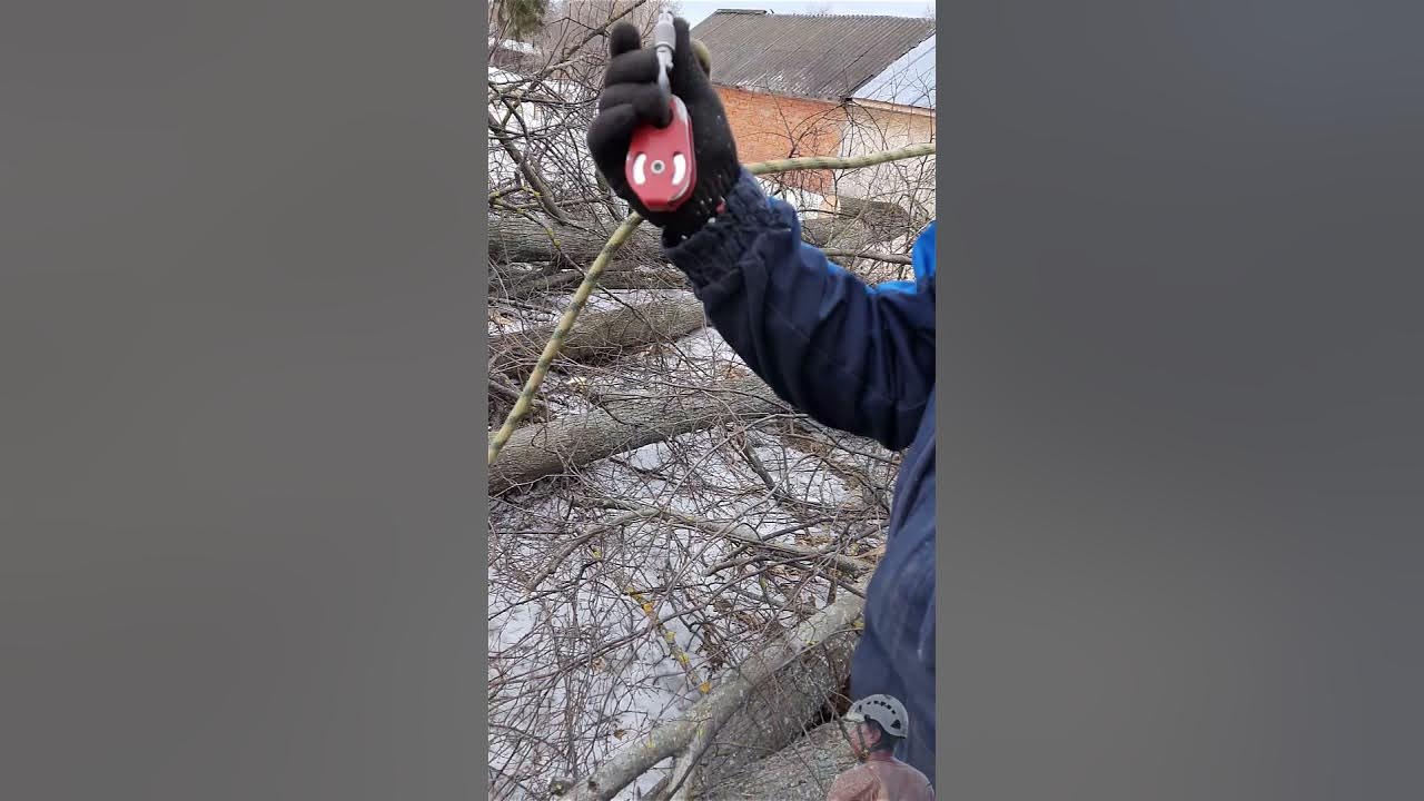 Спилить как можно снимать деньги штраф за спиленное дерево на своем участке Рукоделие плетение ОК