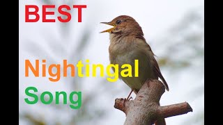 The best of Nightingal Song / For goldfinch song training screenshot 4