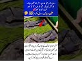 The Blessed Sandals (Naleen Mubarak) of Prophet Muhammad (PBUH)
