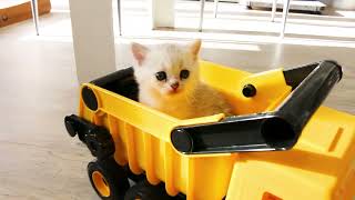 Kitten gets a ride by Kitticanal 372 views 1 year ago 38 seconds