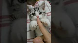 Funny Cats  Try not to laugh (10) #shorts