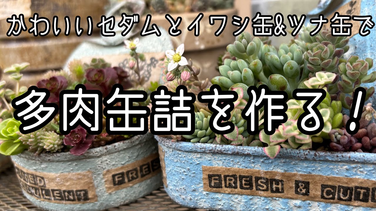 【多肉植物】フタを開けたら多肉が溢れる！　「多肉の缶詰」作りました