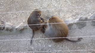 Common work and social sensitivity (about the behaviour) - Hamadryas Baboons