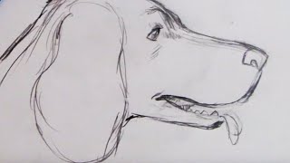 dog sketch spaniel draw drawing step beginners basic pencil cartoon sketching xatva line