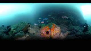 360 - Scuba Diving - Poor Knights Islands, New Zealand