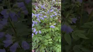 Polemonium reptans, aka #jacobsladder in my upstate NY garden! #nativeplants