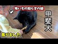 娘にオモチャを取られそうになった甲斐犬の行動が予想外でした