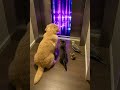 What’s inside the elevator? 🐶🐱|An explosion of rhythm and flashing strobe lights