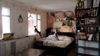 Hidden camera captures howling Basenji dogs
