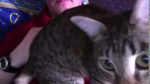 Cat following mouse pointer