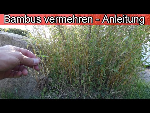 Video: Wie Man Bambus Vermehrt