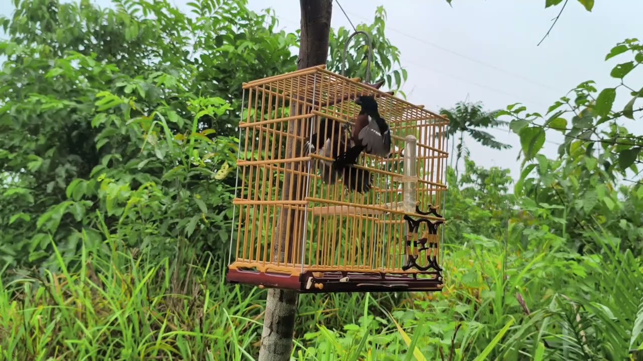 Curió Madara, Temporada 25/26, Marabá - PA.