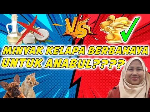 Video: Apakah Minyak Kelapa Untuk Disfungsi Kognitif Anjing Luar Biasa Atau Tidak Berharga?