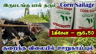 கால்நடைகளுக்கான சிறந்த தீவனம் Corn Silage |ஊறுகாய் புல் கிலோ -ரூ6.50 | Cattle feed | Silage Benefits