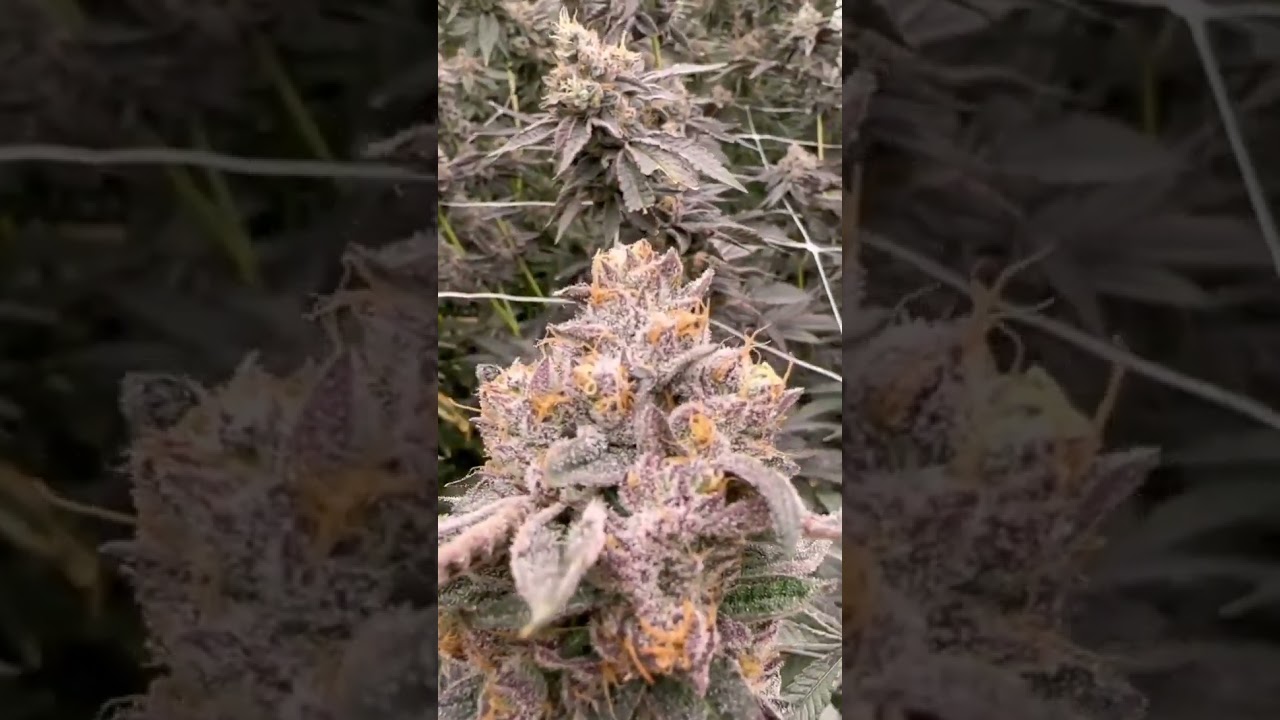 Flexstar 720W PRO LED Grow Lights Make it Dope!