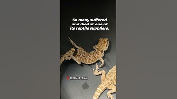 The Cruel Truth: Why Buying Bearded Dragons Fuels Animal Suffering 💔