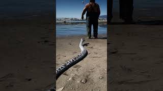 Dramatic Survival Skills In Rdr2 S131