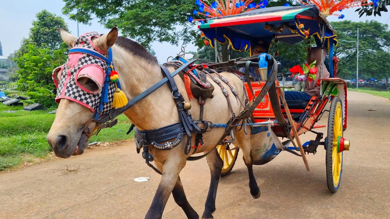 KALAU KAU SUKA HATI‼️NAIK KUDA ~ KUDA DELMAN ~ NAIK DELMAN ISTIMEWA ~ DI SINI SENANG DI SANA SENANG