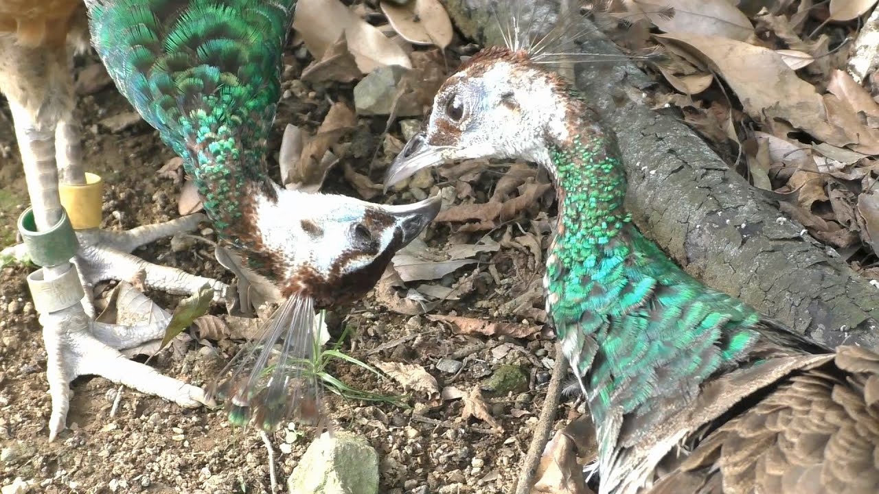 見つめ合う インドクジャク 印度孔雀 Face To Face Indian Peafowl Youtube