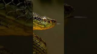 Kingcobra Video, Killer Video