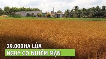 Hơn 29.000ha lúa nguy cơ nhiễm mặn | VTC16