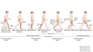 The Gait Cycle