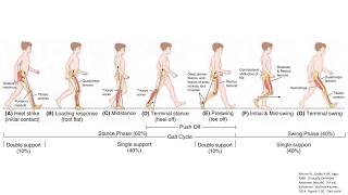 The Gait Cycle