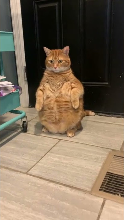 Real-Life Garfield Stands in the Corner || ViralHog