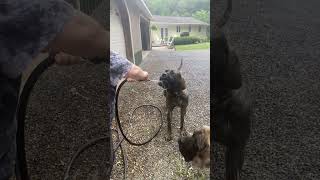 This dog is TOO SMART! Mastiff sized straw. lol. #dogs #dog #dogmom #puppies #englishmastiff